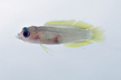 Pseudoplesiops rosae
- Field ID: SCIL-094
- Collection date: 2014-12-1
- GPS: -16,56053 / -154,73294
- Depth: -5m
- Standard length: 15.2mm
- COI DNA seq.: -

