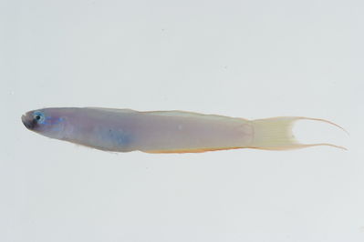 Ptereleotris monoptera
- Field ID: GAM-684
- Collection date: 2010-10-9
- Collection method: rotenone (2.5 kg) & spear
- GPS: 23Â° 03.968' S - 134Â° 54.346' W
- Depth: -15m
- Standard length: 84.6mm
- COI DNA seq.: 
CCTTTATTTAGTATTTGGTGCTTGAGCCGGGATGGTCGGGACTGCCTTGAGCCTGCTTATCCGGGCCGAACTCAGCCAACCTGGCGCCCTCCTTGGGGACGATCAAATTTACAATGTAATTGTTACGGCCCACGCCTTCGTAATAATCTTCTTTATAGTAATGCCAATTATGATTGGAGGTTTCGGAAACTGGCTGATCCCCCTAATGATTGGGGCCCCCGATATGGCCTTCCCCCGAATGAACAACATGAGCTTTTGACTCCTGCCTCCCTCCTTTCTTCTCCTGCTTGCCTCCTCCGGTGTTGAAGCCGGGGCGGGGACAGGCTGAACAGTGTACCCTCCCTTAGCCGGAAACTTGGCCCATGCAGGGGCATCAGTTGACCTGACGATCTTCTCCCTTCACTTGGCAGGTATCTCCTCGATTCTAGGGGCAATCAACTTTATCACTACAATTCTTAACATGAAACCCCCTGCCATCTCGCAGTACCAGACCCCGCTTTTCGTGTGGGCAGTCTTAATTACAGCTGTCCTTCTACTTCTTTCTCTCCCAGTCCTGGCGGCCGGCATCACAATGCTTCTTACCGACCGAAATCTTAACACCACATTCTTTGACCCCGCAGGAGGAGGGGACCCAATCCTCTACCAGCACCTATTC
