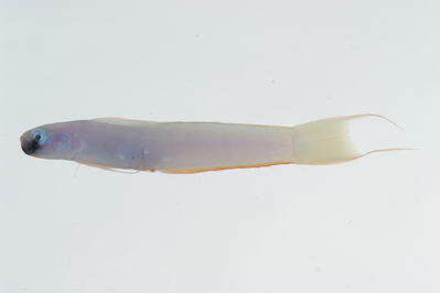 Ptereleotris monoptera
- Field ID: GAM-685
- Collection date: 2010-10-9
- Collection method: rotenone (2.5 kg) & spear
- GPS: 23Â° 03.968' S - 134Â° 54.346' W
- Depth: -15m
- Standard length: 86.0mm
- COI DNA seq.: 
CCTTTATTTAGTATTTGGTGCTTGAGCCGGGATGGTCGGGACTGCCTTGAGCCTGCTTATCCGGGCCGAACTCAGCCAACCTGGCGCCCTCCTTGGGGACGATCAAATTTACAATGTAATTGTTACGGCCCACGCCTTCGTAATAATCTTCTTTATAGTAATGCCAATTATGATTGGAGGTTTCGGAAACTGGCTGATCCCCCTAATGATTGGGGCCCCCGATATGGCCTTCCCCCGAATGAACAACATGAGCTTTTGACTCCTGCCTCCCTCCTTTCTTCTCCTGCTTGCCTCCTCCGGTGTTGAAGCCGGGGCGGGGACAGGCTGAACAGTGTACCCTCCCTTAGCCGGAAACTTGGCCCATGCAGGGGCATCAGTTGACCTGACGATCTTCTCCCTTCACTTGGCAGGTATCTCCTCGATTCTAGGGGCAATCAACTTTATCACTACAATTCTTAACATGAAACCCCCTGCCATCTCGCAGTACCAGACCCCGCTTTTCGTGTGGGCAGTTTTAATTACAGCTGTCCTTCTACTTCTTTCTCTCCCAGTCCTGGCGGCCGGCATCACAATGCTTCTTACCGACCGAAATCTTAACACCACATTCTTTGACCCCGCAGGAGGAGGGGACCCAATCCTCTACCAGCACCTATTC

