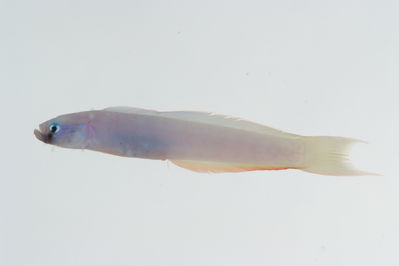 Ptereleotris monoptera
- Field ID: GAM-683
- Collection date: 2010-10-9
- Collection method: rotenone (2.5 kg) & spear
- GPS: 23Â° 03.968' S - 134Â° 54.346' W
- Depth: -15m
- Standard length: 99.0mm
- COI DNA seq.: 
CCTTTATTTAGTATTTGGTGCTTGAGCCGGGATGGTCGGGACTGCCTTGAGCCTGCTTATCCGGGCCGAACTCAGCCAACCTGGCGCCCTCCTTGGGGACGATCAAATTTACAATGTAATTGTTACGGCCCACGCCTTCGTAATAATCTTCTTTATAGTAATGCCAATTATGATTGGAGGTTTCGGAAACTGGCTGATCCCCCTAATGATTGGGGCCCCCGATATGGCCTTCCCCCGAATGAACAACATGAGCTTTTGACTCCTGCCTCCCTCCTTTCTTCTCCTGCTTGCCTCCTCCGGTGTTGAAGCCGGGGCGGGGACAGGCTGAACAGTGTACCCTCCCTTAGCCGGAAACTTGGCCCATGCAGGGGCATCAGTTGACCTGACGATCTTCTCCCTTCACTTGGCAGGTATCTCCTCGATTCTAGGGGCAATCAACTTTATCACTACAATTCTTAACATGAAACCCCCTGCCATCTCGCAGTACCAGACCCCGCTTTTCGTGTGGGCAGTTTTAATTACAGCTGTCCTTCTACTTCTTTCTCTCCCAGTCCTGGCGGCCGGCATCACAATGCTTCTTACCGACCGAAATCTTAACACCACATTCTTTGACCCCGCAGGAGGAGGGGACCCAATCCTCTACCAGCACCTATTC
