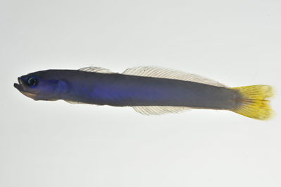 Ptereleotris heteroptera
- Field ID: MARQ-493
- Collection date: 2011-11-13
- GPS: -9,43311 / -138,93056
- Depth: -30m
- Standard length: 85mm
- COI DNA seq.: 
CCTTTATCTAGTATTTGGTGCTTGAGCCGGCATGGTCGGCACTGCCCTAAGCCTGCTCATCCGAGCTGAGCTCAGCCAACCTGGCGCTCTCCTAGGAGACGACCAAATTTACAACGTAATCGTTACAGCCCACGCCTTTGTAATAATTTTCTTTATAGTAATACCAATCATGATCGGCGGGTTCGGAAACTGACTCATCCCCCTAATGATCGGGGCACCTGATATGGCCTTCCCTCGAATAAACAATATGAGCTTTTGACTTCTGCCCCCCTCCTTTCTTCTTCTCCTTGCCTCCTCTGGTGTCGAAGCCGGGGCGGGGACAGGGTGAACAGTCTACCCTCCCCTGGCAGGAAACCTCGCCCACGCAGGAGCATCCGTAGACCTCACTATCTTTTCCCTCCATCTAGCGGGAATCTCCTCAATTCTGGGAGCAATCAATTTTATTACAACAATTCTAAACATGAAGCCCCCAGCTATTTCCCAGTACCAAACGCCCCTTTTCGTGTGAGCGGTTCTAATTACCGCAGTACTTCTGCTTCTCTCTCTCCCGGTCCTAGCGGCAGGCATCACAATGCTACTCACAGACCGAAACCTGAACACCACGTTCTTCGACCCCGCAGGTGGAGGAGACCCCATCCTCTACCAACACCTCTTC
