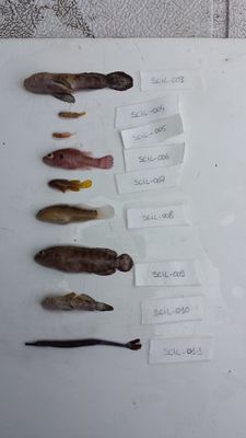 Priolepis semidoliata
- Field ID: SCIL-007
- Collection date: 2014-11-29
- GPS: -16,49425 / -154,703
- Depth: -5m
- Standard length: 15.7mm
- COI DNA seq.: 
CCTTTATTTAGTATTTGGTGCTTGAGCTGGAATAGTTGGGACCGCTTTAAGCCTCCTCATCCGAGCCGAGCTAAATCAACCGGGGGCCCTTTTAGGTGACGACCAAATTTATAATGTAATCGTCACTGCCCACGCTTTTGTAATAATTTTTTTTATAGTAATACCAATCATGATTGGAGGATTTGGAAACTGATTAGTGCCCCTTATAATCGGGGCCCCAGATATAGCTTTTCCTCGGATAAACAACATAAGCTTTTGACTATTACCCCCATCCTTTCTTCTTTTATTAGCCTCTTCCGGTGTTGAGGCGGGGGCAGGAACAGGGTGAACAGTTTATCCCCCCTTAGCAAGTAATTTAGCCCATGCAGGAGCCTCAGTAGACCTAACAATTTTTTCTCTGCATTTGGCTGGAATTTCTTCAATCCTAGGAGCAATCAACTTTATTACCACTATTCTAAATATAAAACCCCCATCAATTTCACAATACCAGACCCCTCTTTTCGTATGAGCAGTCTTAATCACAGCCGTCCTTCTCCTACTCTCACTCCCAGTTCTCGCAGCAGGGATTACCATGCTACTTACAGACCGAAATCTAAACACAACATTTTTTGACCCAGCAGGTGGAGGAGACCCAATTCTTTACCAACATCTTTTC
