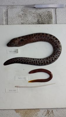 Schismorhynchus labialis
- Field ID: SCIL-020
- Collection date: 2014-11-29
- GPS: -16,49425 / -154,703
- Depth: -5m
- Standard length: 104mm
- COI DNA seq.: 
CCTATATTTAGTATTTGGTGCCTGAGCCGGCATAGTAGGCACTGCCCTAAGCCTATTAATCCGAGCAGAACTGAGCCAACCCGGAGCCCTACTCGGCGACGACCAAATTTATAATGTAATTGTAACGGCGCATGCCTTCGTTATAATTTTCTTTATAGTGATGCCAGTAATGATCGGAGGGTTTGGCAATTGACTAGTACCCCTAATGATTGGCGCCCCCGATATGGCATTCCCCCGAATAAACAACATAAGCTTCTGACTACTGCCCCCATCATTTCTGCTTCTTCTAGCCTCCTCAGGAATTGAGGCTGGGGCAGGTACAGGATGAACCGTGTACCCCCCTCTAGCCGGAAATTTGGCTCATGCCGGAGCATCCGTCGACCTAACAATTTTTTCACTCCACCTTGCAGGAGTTTCATCAATTCTTGGGGCTATTAACTTTATTACCACAATTATTAATATAAAACCCCCAGCCATCACACAGTATCAAACTCCCCTATTTGTATGATCTGTCTTAGTAACAGCAGTCCTCTTACTTCTATCCCTACCAGTTCTTGCTGCAGGAATCACAATGTTACTTACAGACCGAAATTTAAATACAACCTTCTTTGATCCGGCAGGCGGAGGAGACCCAATTTTATACCAGCACCTAT
