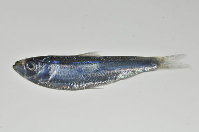 Sardinella marquesensis
- Field ID: MARQ-465
- Collection date: 2011-11-11
- GPS: -10,47517 / -138,685
- Depth: -4m
- Standard length: 38mm
- COI DNA seq.: 
CCTCTACCTAGTATTTGGTGCCTGAGCAGGGATAGTAGGAACTGCCCTAAGCCTTCTTATCCGGGCAGAGCTAAGCCAACCCGGAGCACTCCTCGGAGATGATCAGATCTATAACGTTATCGTAACGGCCCACGCCTTCGTGATAATTTTCTTCATAGTGATACCGATTCTGATCGGAGGGTTTGGGAACTGACTCGTTCCCCTAATGATCGGGGCACCCGACATGGCATTCCCACGAATGAACAACATGAGCTTCTGACTTCTACCTCCGTCTTTCCTACTCCTCCTAGCCTCCTCAGGAGTAGAGGCTGGGGCCGGAACAGGGTGAACAGTGTACCCACCACTAGCGGGTAACCTGGCTCACGCTGGAGCATCCGTTGACTTAACTATCTTCTCTCTTCATCTAGCAGGGATCTCATCTATTCTAGGGGCAATCAATTTTATTACCACAATCATTAACATGAAGCCGCCCGCAATTTCGCAATATCAAACACCTCTATTTGTGTGAGCCGTTCTTGTTACTGCCGTCCTGCTGCTTCTGTCTCTCCCAGTTCTGGCCGCCGGCATTACTATGCTACTCACAGACCGAAATCTGAACACAACCTTCTTTGACCCCGCCGGGGGAGGTGACCCAATCCTATATCAGCACCTGTTC
