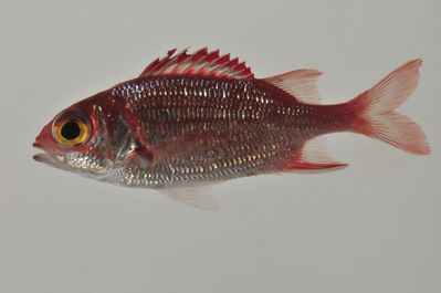 Sargocentron punctatissimum
- Field ID: AUST-208
- Collection date: 2013-4-13
- GPS: -23,9122 / -147,6608
- Depth: -9m
- Standard length: 86.4mm
- COI DNA seq.: 
CCTTTATTTAGTATTCGGTGCCTGAGCTGGAATAGTTGGTACAGCCCTTAGTCTTCTCATCCGAGCTGAACTGAGCCAACCCGGAGCTCTTCTGGGAGACGACCAGATTTACAATGTTATTGTTACAGCACACGCATTTGTAATAATTTTCTTTATAGTAATGCCAATTATGATTGGAGGCTTTGGAAACTGACTAATTCCTCTAATAATCGGAGCCCCTGACATAGCATTCCCCCGAATGAATAATATAAGCTTCTGACTACTCCCCCCTTCATTCCTGCTTTTACTAGCCTCCTCAGGAGTAGAAGCTGGTGCCGGGACAGGATGAACGGTGTACCCACCCCTCGCAGGTAACTTAGCACACGCAGGGGCTTCTGTAGACCTAACTATTTTCTCACTTCATCTAGCAGGTATTTCCTCAATTCTAGGGGCCATTAACTTCATTACAACTATTATCAACATAAAACCTCCTGCTATTTCCCAATACCAAACACCTCTATTCGTGTGAGCTGTCCTTATTACAGCCGTCCTTCTTCTCCTATCTCTACCTGTCCTGGCAGCAGGAATTACCATGCTACTAACAGATCGTAATTTAAACACAACATTCTTCGATCCAGCAGGTGGTGGAGACCCAATTCTTTACCAACACCTATTC
