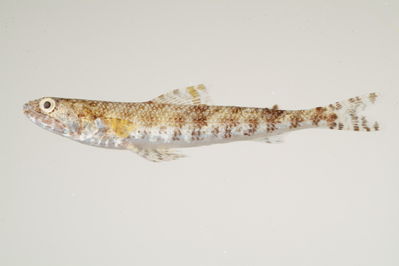 Saurida gracilis
- Field ID: mbio709
- Collection date: -
- GPS: - / -
- Depth: -
- Standard length: 85mm
- COI DNA seq.: 
ACCCTTTATCTTGTATTTGGTGCATGAGCCGGAATAGTCGGGACCGCCCTAAGCCTCCTCATTCGGGCCGAACTTAGTCAACCAGGGGCTCTTCTAGGGGACGACCAGATCTACAACGTTATCGTAACCGCCCACGCCTTTGTAATAATTTTCTTTATGGTAATACCAATTATAATCGGCGGCTTTGGCAACTGGCTAATCCCGCTAATGATTGGGGCCCCCGATATGGCATTCCCCCGAATGAACAATATGAGCTTTTGACTTCTTCCTCCCTCCTTTCTTCTTCTACTAGCTTCCTCTGGCGTAGAGGCTGGAGCGGGCACTGGGTGAACCGTCTACCCCCCCTTGGCTGGAAACCTGGCGCATGCCGGAGCATCTGTGGATCTCACCATTTTCTCCCTTCACCTGGCCGGAATTTCCTCTATCCTGGGGGCTATTAACTTTATTACTACCATCATCAACATGAAGCCCCCTGCAATCTCGCAGTATCAGACCCCCCTGTTCGTCTGGGCAGTCCTAATTACAGCCGTTCTCCTACTTTTGTCTCTTCCTGTTCTAGCAGCTGGCATTACCATGCTCCTAACAGACCGAAATCTCAACACCACCTTCTTTGACCCTGCAGGAGGTGGAGACCCAATTCTCTATCAACACCTA

