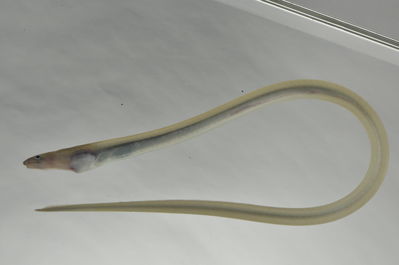 Scolecenchelys macroptera
- Field ID: SCIL-295
- Collection date: 2014-12-5
- GPS: -16,83786 / -153,96911
- Depth: -3m
- Standard length: 291mm
- COI DNA seq.: 
CCTCTACTTAATCTTTGGTGCCTGAGCCGGTATAGTAGGCACTGCCTTGAGCCTCTTAATTCGAGCAGAACTTAGCCAACCGGGAGCCTTACTCGGCGACGATCAAATTTATAATGTAATTGTAACAGCACATGCCTTTGTTATAATTTTCTTTATAGTAATACCTGTAATAATTGGAGGATTTGGTAATTGACTAGTGCCCCTAATGATCGGAGCCCCTGATATAGCATTCCCACGAATAAATAACATAAGCTTCTGACTCCTCCCCCCATCATTCCTTCTACTTTTAGCGTCATCAGGAGTTGAAGCTGGGGCAGGAACCGGCTGAACTGTATATCCCCCTTTATCTGGAAACCTAGCCCATGCTGGGGCATCAGTTGACCTGACAATTTTCTCCCTCCATTTAGCTGGAGTATCATCTATTCTTGGAGCCATTAATTTCATTACTACAATTATCAATATAAAACCACCAGCCATCACACAATATCAAACCACATTATTTGTATGATCAGTATTAGTAACGGCAGTACTTCTACTCCTATCCCTGCCCGTTCTTGCCGCAGGAATTACAATACTACTTACAGACCGAAATCTAAATACAACCTTCTTCGACCCGGCAGGAGGAGGCGACCCTATTCTATATCAACACCTATTC
