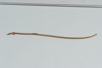 Myrophis microchir
- Field ID: GAM-255
- Collection date: 2010-10-1
- Collection method: rotenone (2.5 kg) & spear
- GPS: 23Â° 08.6' S - 135Â° 03' W
- Depth: -1m
- Standard length: 144.9mm
- COI DNA seq.: 
CCTATATCTAGTATTTGGTGCTTGGGCCGGCATAGTAGGCACAGCCCTAAGCCTCTTAATTCGAGCAGAGTTAAGTCAGCCCGGAGCCCTCCTCGGGGACGACCAAATTTATAATGTAATTGTGACGGCGCATGCCTTCGTAATAATCTTCTTTATAGTAATGCCAGTGATGATTGGAGGATTTGGCAACTGACTAGTCCCACTAATGATCGGAGCACCTGATATAGCCTTCCCACGAATAAATAATATGAGCTTCTGGCTACTGCCCCCATCATTCCTACTCCTTCTTGCCTCTTCAGGAGTTGAAGCCGGGGCAGGGACGGGATGAACAGTGTACCCCCCACTAGCCGGAAACCTGGCGCACGCCGGCGCCTCAGTCGACCTAACTATTTTTTCCCTGCACTTAGCCGGAGTATCATCAATCCTCGGTGCTATTAATTTTATTACCACAATTATTAATATAAAACCCCCCGCGATTACCCAATATCAAACACCCCTATTCGTGTGATCTGTTTTAGTAACAGCAGTCCTCTTGCTATTGTCTTTACCTGTTCTTGCTGCAGGAATTACTATATTACTCACAGACCGAAACCTAAATACAACCTTCTTTGACCCAGCCGGAGGAGGAGACCCTATTTTATACCAACACCTGTTC
