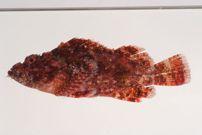 Scorpaenopsis possi
- Field ID: MOH-071
- Collection date: 2008-10-13
- GPS: -9,960417 / -138,8381
- Depth: -9m
- Standard length: 139.9mm
- COI DNA seq.: 
CCTCTATTTAGTATTTGGTGCCTGAGCTGGAATGGTCGGAACAGCCCTCAGTCTGCTTATTCGAGCAGAACTCAGCCAACCCGGAGCTCTACTGGGTGACGACCAAATTTACAACGTAATTGTTACAGCACATGCCTTTGTAATAATTTTCTTTATAGTAATGCCAATCATGATTGGAGGCTTCGGGAACTGACTAATTCCTTTAATAATCGGAGCCCCAGATATAGCATTTCCCCGAATGAATAATATGAGCTTTTGACTCCTCCCGCCCTCCTTCCTTCTCCTATTAGCCTCCTCAGGTGTTGAGGCCGGTGCTGGAACAGGTTGAACAGTATACCCGCCCCTGGCCGGCAACCTAGCCCATGCAGGAGCATCAGTCGACCTAACAATTTTTTCACTGCATTTAGCAGGAATCTCCTCAATTCTTGGTGCAATTAACTTTATTACCACAATCATCAATATGAAACCCCCAGCAATTTCTCAATATCAAACACCTCTATTTGTATGAGCTGTTTTAATTACCGCCGTTCTCCTTCTCTTATCCCTCCCTGTCCTTGCCGCGGGTATTACAATGCTTTTAACAGACCGTAATCTTAATACCACTTTCTTCGACCCCGCGGGAGGGGGAGACCCAATTCTTTATCAACACCTCTTC

