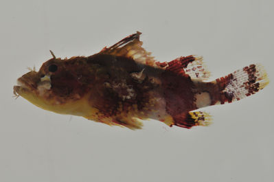 Scorpaenopsis possi
- Field ID: AUST-327
- Collection date: 2013-4-15
- GPS: -23,425 / -149,4058
- Depth: -9,5m
- Standard length: 25.9mm
- COI DNA seq.: 
CCTCTATTTAGTATTTGGTGCCTGAGCTGGAATGGTCGGAACAGCCCTCAGTCTGCTTATTCGAGCAGAACTCAGCCAACCCGGAGCTCTACTGGGTGACGACCAAATTTATAACGTAATTGTTACAGCACATGCCTTTGTAATAATTTTCTTTATAGTAATGCCAATCATGATCGGAGGCTTCGGGAACTGACTAATTCCTTTAATAATCGGAGCCCCAGATATAGCATTTCCCCGAATGAATAATATGAGCTTTTGACTCCTCCCACCCTCCTTCCTTCTCCTATTAGCCTCCTCAGGTGTTGAGGCCGGTGCTGGAACAGGTTGAACAGTATACCCGCCCCTGGCCGGCAACCTAGCCCATGCAGGAGCATCAGTCGACCTAACAATTTTTTCACTGCATTTAGCAGGAATCTCCTCAATTCTTGGTGCAATTAACTTTATTACCACAATCATCAATATGAAACCCCCAGCAATTTCTCAATATCAAACACCTCTATTTGTATGAGCTGTCTTAATTACCGCCGTTCTCCTTCTCTTATCCCTCCCTGTCCTTGCCGCGGGTATTACAATGCTTTTAACAGACCGTAATCTTAATACCACTTTCTTCGACCCCGCGGGAGGGGGAGACCCAATTCTTTATCAACACCTCTTC
