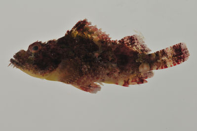 Scorpaenopsis possi
- Field ID: AUST-320
- Collection date: 2013-4-15
- GPS: -23,425 / -149,4058
- Depth: -9,5m
- Standard length: 71.6mm
- COI DNA seq.: 
CCTCTATTTAGTATTTGGTGCCTGAGCTGGAATGGTCGGAACAGCCCTCAGTCTGCTTATTCGAGCAGAACTCAGCCAACCCGGAGCTCTACTGGGTGACGACCAAATTTATAACGTAATTGTTACAGCACATGCCTTTGTAATAATTTTCTTTATAGTAATGCCAATCATGATCGGAGGCTTCGGGAACTGACTAATTCCTTTAATAATCGGAGCCCCAGATATAGCATTTCCCCGAATGAATAATATGAGCTTTTGACTCCTCCCACCCTCCTTCCTTCTCCTATTAGCCTCCTCAGGTGTTGAGGCCGGTGCTGGAACAGGTTGAACAGTATACCCGCCCCTGGCCGGCAACCTAGCCCATGCAGGAGCATCAGTCGACCTAACAATTTTTTCACTGCATTTAGCAGGAATCTCCTCAATTCTTGGTGCAATTAACTTTATTACCACAATCATCAATATGAAACCCCCAGCAATTTCTCAATATCAAACACCTCTATTTGTATGAGCTGTCTTAATTACCGCCGTTCTCCTTCTCTTATCCCTCCCTGTCCTTGCCGCGGGTATTACAATGCTTTTAACAGACCGTAATCTTAATACCACTTTCTTCGACCCCGCGGGAGGGGGAGACCCAATTCTTTATCAACACCTCTTC
