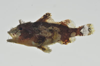 Scorpaenopsis possi
- Field ID: MARQ-420
- Collection date: 2011-11-8
- GPS: -9,84072 / -139,11522
- Depth: -36m
- Standard length: 17mm
- COI DNA seq.: 
CCTCTATTTAGTATTTGGTGCCTGAGCTGGAATGGTCGGAACAGCCCTCAGTCTGCTTATTCGAGCAGAACTGAGCCAACCCGGAGCTCTACTGGGTGACGACCAAATTTACAACGTAATTGTTACAGCACATGCCTTTGTAATAATTTTCTTTATAGTAATGCCAATCATGATCGGAGGCTTCGGGAACTGACTAATTCCCTTAATAATCGGAGCCCCAGATATAGCATTTCCCCGAATGAACAATATGAGCTTTTGACTCCTCCCACCCTCCTTCCTTCTCCTATTAGCCTCCTCAGGTGTTGAAGCCGGTGCTGGAACAGGTTGAACAGTATACCCGCCCCTGGCCGGCAACCTAGCCCATGCAGGAGCATCAGTTGACCTAACAATTTTTTCACTGCATTTAGCAGGAATCTCCTCAATTCTTGGTGCAATTAACTTTATTACCACAATTATCAATATGAAACCCCCAGCAATTTCTCAATATCAAACACCTCTATTTGTATGAGCTGTCTTAATTACCGCCGTTCTCCTTCTCTTATCCCTCCCTGTCCTTGCCGCGGGTATTACAATGCTTTTAACAGACCGTAATCTTAATACCACTTTCTTCGACCCCGCAGGAGGGGGAGACCCAATTCTTTATCAACACCTCTTC
