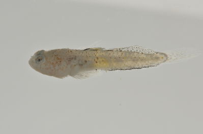 Gobiidae
- Field ID: AUST-032
- Collection date: 2013-4-10
- GPS: -23,85 / -147,68
- Depth: -13m
- Standard length: 10.5mm
- COI DNA seq.: 
CCTGTATCTAGTCTTCGGTGCCTGGGCAGGAATAGTGGGCACTGCCCTAAGCCTCCTCATTCGAGCAGAACTAGGCCAACCCGGTGCTCTCCTCGGCGATGACCAAATCTACAACGTAATTGTAACTGCTCACGCATTCGTAATAATTTTCTTTATAGTAATACCAATCATAATTGGGGGATTTGGAAACTGACTTATTCCCTTAATGATTGGTGCCCCCGACATAGCCTTCCCCCGAATAAACAATATGAGCTTTTGGCTACTCCCCCCCTCTTTTCTTCTCTTATTAGCCTCCTCAGGAGTTGAGGCTGGGGCAGGAACAGGGTGGACCGTCTACCCCCCCTTAGCAGGCAACCTAGCACATGCGGGGGCATCTGTGGATCTAACTATTTTTTCCTTACACTTAGCCGGCATCTCGTCTATCCTAGGGGCAATCAACTTCATCACAACAATTCTAAACATAAAACCCCCTGCAATCTCTCAATACCAAACCCCCTTGTTTGTATGAGCCGTGCTAATTACAGCCGTGCTTCTTTTACTTTCCCTGCCTGTTCTTGCTGCTGGCATCACAATACTACTAACAGATCGAAATTTAAACACAACTTTCTTTGACCCCGCTGGAGGTGGAGACCCCATCCTTTATCAACACCTATTC
