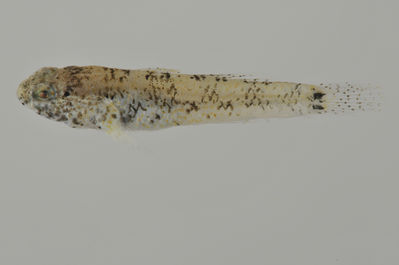 Palutrus pruinosa
- Field ID: AUST-592
- Collection date: 2013-4-21
- GPS: -21,8 / -154,7
- Depth: -1m
- Standard length: 17.5mm
- COI DNA seq.: 
CCTCTATTTAGTATTTGGTGCTTGAGCCGGGATGGTAGGCACCGCCTTAAGTCTACTCATTCGAGCCGAACTAAGCCAGCCAGGCGCACTACTTGGAGACGACCAAATCTACAATGTGATCGTAACTGCTCACGCTTTCGTAATAATCTTCTTTATAGTAATACCAATCATGATTGGAGGTTTTGGAAACTGGCTCATCCCCCTAATGATCGGAGCCCCCGACATAGCCTTCCCTCGAATAAACAACATGAGCTTTTGACTGCTTCCCCCCTCCTTCCTCCTTCTCTTAGCCTCATCTGGGGTTGAAGCTGGAGCAGGAACAGGCTGAACAGTCTACCCCCCTCTAGCCGGAAACCTGGCTCATGCCGGTGCCTCAGTTGATCTCACCATTTTTTCTCTTCACCTTGCAGGAATCTCCTCTATCTTAGGGGCTATTAACTTTATTACCACTATTCTTAACATAAAACCCCCAGCTATTTCCCAGTATCAAACCCCTCTATTTGTTTGAGCTGTCTTAATTACAGCCGTCCTTCTTCTCCTATCCCTTCCCGTTCTCGCTGCTGGTATTACAATACTTCTTACAGACCGTAACCTAAACACAACATTCTTTGACCCGGCAGGAGGGGGAGACCCAATTCTATATCAGCACCTGTTC
