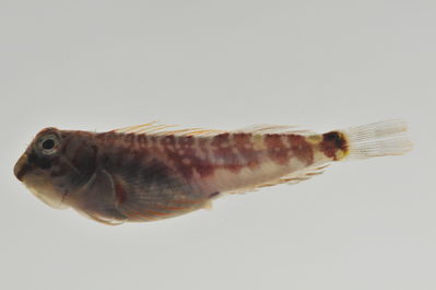 Stanulus seychellensis
- Field ID: AUST-054
- Collection date: 2013-4-11
- GPS: -23,8606 / -147,715
- Depth: -15m
- Standard length: 27.8mm
- COI DNA seq.: 
CCTCTACCTAATCTTTGGTGCCTGAGCCGGAATGGTAGGAACCGCCTTAAGCTTACTAATTCGAGCAGAACTAAGCCAACCCGGGGCCTTACTCGGGGACGATCAGATTTATAATGTAATCGTGACAGCTCATGCTTTTGTAATAATCTTCTTTATAGTAATACCAATTATGATTGGAGGCTTCGGAAACTGACTTATCCCTCTAATGATTGGAGCCCCAGATATGGCCTTTCCTCGAATAAACAATATAAGCTTTTGGCTCCTCCCCCCCTCCTTTCTCTTACTGCTAGCTTCTTCAGGAGTAGAAGCCGGGGCTGGAACAGGCTGAACGGTCTACCCCCCCTTATCAGGGAACTTAGCCCACGCGGGGGCATCTGTAGACCTAACTATTTTTTCACTGCACTTAGCGGGGGTTTCGTCTATTTTAGGGGCTATTAATTTTATTACAACTATTATTAACATGAAGCCTCCTGCTATCTCCCAGTACCAGACGCCTTTATTTGTTTGAGCAGTTCTTATCACAGCCGTGCTTCTGCTACTGTCCTTGCCCGTGCTTGCCGCTGGTATTACAATACTTCTTACAGACCGAAACTTAAATACAACCTTTTTTGATCCGGCAGGCGGAGGAGACCCAATCCTGTACCAACACCTTTTC
