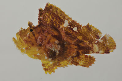 Taenianotus triacanthus
- Field ID: AUST-571
- Collection date: 2013-4-21
- GPS: -21,7917 / -154,7
- Depth: -30m
- Standard length: 48.6mm
- COI DNA seq.: 
CCTTTATCTGGTCTTTGGTGCCTGAGCAGGGATAGTAGGGACAGCCCTTAGTCTACTGATTCGGGCAGAATTAAGCCAACCCGGGGCTCTGCTGGGAGACGATCAGATTTATAATGTCATCGTCACAGCACATGCTTTCGTAATAATCTTTTTTATAGTAATACCAATTATGATCGGGGGTTTCGGTAATTGACTGATCCCACTGATGATCGGTGCCCCTGACATGGCATTCCCCCGTATAAACAACATGAGCTTCTGACTTCTCCCTCCGTCCTTTCTGCTCCTTTTAGCATCTTCTGGGGTAGAGGCCGGAGCCGGCACGGGTTGAACAGTTTACCCGCCTCTGGCGGGCAATTTAGCCCATGCAGGAGCATCAGTTGACCTTACCATTTTTTCCCTTCATTTAGCAGGCATCTCATCCATTTTGGGTGCAATTAACTTCATTACTACTATCATTAATATAAAACCTCCAACTATCTCGCAATACCAGACACCCCTATTCGTATGAGCAGTGCTAATTACTGCCGTACTCCTTCTTTTATCCCTCCCAGTGCTTGCCGCTGGCATCACAATACTTCTAACAGATCGTAACCTAAACACTACCTTCTTTGATCCGGCAGGCGGGGGAGACCCCATCCTTTACCAGCACCTATTC
