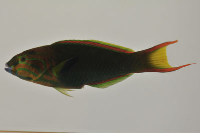 Thalassoma lutescens
- Field ID: AUST-185
- Collection date: 2013-4-13
- GPS: -23,9122 / -147,6608
- Depth: -9m
- Standard length: 143.3mm
- COI DNA seq.: -


