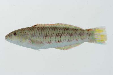 Thalassoma purpureum
- Field ID: GAM-656
- Collection date: 2010-10-9
- Collection method: rotenone (2.5 kg) & spear
- GPS: 23Â° 03.968' S - 134Â° 54.346' W
- Depth: -1m
- Standard length: 104.4mm
- COI DNA seq.: 
TCTCTACCTTGTATTCGGCGCATGAGCTGGGATAGTAGGGACAGCCCTAAGCCTGCTCATTCGGGCAGAATTGAGCCAGCCCGGCGCCCTCCTCGGAGACGACCAGATTTATAACGTCATCGTCACAGCCCATGCATTTGTCATAATTTTCTTTATAGTAATACCAATTATGATTGGAGGATTCGGAAACTGACTAATTCCCCTAATGATTGGGGCCCCCGATATGGCCTTCCCTCGTATGAACAACATGAGCTTTTGGCTTCTTCCCCCTTCATTCCTTCTCCTTCTCGCTTCTTCTGGTGTTGAAGCAGGGGCCGGAACTGGATGAACAGTTTACCCACCCCTAGCAGGCAACCTTGCCCATGCTGGCGCATCCGTTGATCTCACTATCTTCTCCTTACATCTAGCAGGTATTTCATCAATTTTAGGTGCAATTAACTTCATTACAACCATTATTAACATAAAACCCCCAGCCATCTCTCAATATCAGACGCCTCTTTTTGTATGGGCCGTTCTGATTACAGCAGTTCTTCTTTTACTTTCTCTTCCAGTGCTTGCTGCCGGCATTACAATGCTCCTAACGGACCGAAACCTAAACACTACCTTCTTTGACCCTGCTGGAGGAGGGGACCC
