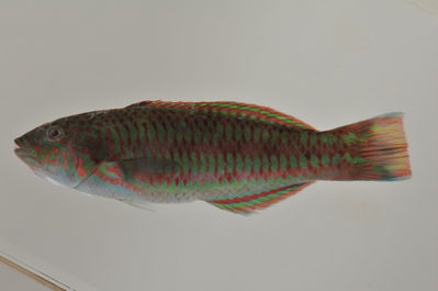 Thalassoma purpureum
- Field ID: AUST-416
- Collection date: 2013-4-17
- GPS: -22,4522 / -151,3236
- Depth: -8m
- Standard length: 115.3mm
- COI DNA seq.: 
TGTATTCGGCGCATGAGCTGGGATAGTAGGGACAGCCCTAAGCCTGCTCATTCGGGCAGAATTGAGCCAGCCCGGCGCCCTCCTCGGAGACGACCAGATTTATAACGTCATCGTCACAGCCCATGCATTTGTCATAATTTTCTTTATAGTAATACCAATTATGATTGGAGGATTCGGAAACTGACTAATTCCCCTAATGATTGGGGCCCCCGATATGGCCTTCCCTCGTATGAACAACATGAGCTTTTGGCTTCTTCCCCCTTCATTCCTTCTCCTTCTCGCTTCTTCTGGTGTTGAAGCAGGGGCCGGAACTGGATGAACAGTTTACCCACCCCTAGCAGGCAACCTTGCCCATGCTGGCGCATCCGTTGATCTCACTATCTTCTCCTTACATCTAGCAGGTATTTCATCAATTTTAGGTGCAATTAACTTCATTACAACCATTATTAACATAAAACCCCCAGCCATCTCTCAATATCAGACGCCTCTTTTTGTATGGGCCGTTCTGATTACAGCAGTTCTTCTTTTACTTTCTCTTCCAGTGCTTGCTGCCGGCATTACAATGCTCCTAACGGACCGAAACCTAAACACTACCTTCTTTGACCCTGCTGGAGGAGGGGACCCTATTCTTTATCAACATCTGTTC
