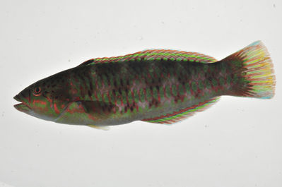 Thalassoma purpureum
- Field ID: MARQ-199
- Collection date: 2011-10-29
- GPS: -7,98969 / -140,71239
- Depth: -15m
- Standard length: 103mm
- COI DNA seq.: -

