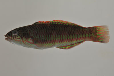 Thalassoma purpureum
- Field ID: AUST-420
- Collection date: 2013-4-17
- GPS: -22,4522 / -151,3236
- Depth: -8m
- Standard length: 80.5mm
- COI DNA seq.: 
TCTCTACCTTGTATTCGGCGCATGAGCTGGGATAGTAGGGACAGCCCTAAGCCTGCTCATTCGGGCAGAATTGAGCCAGCCCGGCGCCCTCCTCGGAGACGACCAGATTTATAACGTCATCGTCACAGCCCATGCATTTGTCATAATTTTCTTTATAGTAATACCAATTATGATTGGAGGATTCGGAAACTGACTAATTCCCCTAATGATTGGGGCCCCCGATATGGCCTTCCCTCGTATGAACAACATGAGCTTTTGGCTTCTTCCCCCTTCATTCCTTCTCCTTCTCGCTTCTTCTGGTGTTGAAGCAGGGGCCGGAACTGGATGAACAGTTTACCCACCCCTAGCAGGCAACCTTGCCCATGCTGGCGCATCCGTTGATCTCACTATCTTCTCCTTACATCTAGCAGGTATTTCATCAATTTTAGGTGCAATTAACTTCATTACAACCATTATTAACATAAAACCCCCAGCCATCTCTCAATATCAGACGCCTCTTTTTGTATGGGCCGTTCTGATTACAGCAGTTCTTCTTTTACTTTCTCTTCCAGTGCTTGCTGCCGGCATTACAATGCTCCTAACGGACCGAAACCTAAACACTACCTTCTTTGACCCTGCTGGAGGAGGGGACCCTATTCTTTATCAACATCTGTTC
