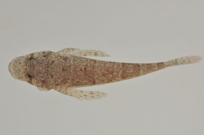 Sunagocia otaitensis
- Field ID: AUST-369
- Collection date: 2013-4-16
- GPS: -23,35 / -149,53
- Depth: -5m
- Standard length: 100.6mm
- COI DNA seq.: 
CCTTTATTTAGTATTTGGTGCCTGAGCCGGAATAGTCGGGACAGCTCTAAGCCTCCTCATCCGAGCAGAACTCAGCCAGCCCGGAGCTCTCTTGGGCGACGATCAAATTTACAACGTAATCGTTACCGCTCATGCCTTCGTGATAATTTTCTTTATAGTAATGCCAATCATGATTGGCGGATTTGGAAACTGACTTGTGCCCCTAATAATTGGAGCTCCCGACATGGCATTCCCCCGAATAAACAACATAAGCTTCTGACTTCTACCCCCCTCCTTCCTGCTCCTCCTTGCCTCCTCCGCTGTAGAAGCTGGTGCAGGAACTGGATGAACAGTCTATCCTCCCCTAGCAGGCAACTTAGCCCACGCAGGGGCCTCAGTAGACTTAACAATCTTTTCCCTACATCTAGCAGGGATCTCCTCTATTTTAGGGGCTATTAATTTTATCACAACCATTATTAACATAAAACCCGCCGCAATTACACAATACCAAACGCCCCTTTTCGTATGGGCCGTACTAATTACCGCCGTCCTCCTTCTCCTCTCGCTCCCAGTCTTAGCTGCCGGCATTACAATGCTCCTAACAGACCGAAACTTAAACACAACTTTCTTTGACCCTAGTGGAGGAGGAGACCCAATTCTTTACCAACATCTCTTT
