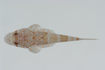 Sunagocia otaitensis
- Field ID: GAM-546
- Collection date: 2010-10-6
- Collection method: rotenone (2.5 kg) & spear
- GPS: 23Â° 14.506' S - 134Â° 56.109' W
- Depth: -20m
- Standard length: 48.4mm
- COI DNA seq.: 
CCTTTATTTAGTATTTGGTGCCTGAGCCGGAATAGTCGGGACAGCTCTAAGCCTCCTCATCCGAGCAGAACTCAGCCAGCCCGGAGCTCTCTTGGGCGACGATCAAATTTACAACGTAATCGTTACCGCTCATGCCTTCGTGATAATTTTCTTTATAGTAATGCCAATCATGATTGGCGGATTTGGAAACTGACTTGTGCCCCTAATAATTGGAGCTCCCGACATGGCATTCCCCCGAATAAACAACATAAGCTTCTGACTTCTACCCCCCTCCTTCCTGCTCCTCCTTGCCTCCTCCGCTGTAGAAGCTGGTGCAGGAACTGGATGAACAGTCTATCCTCCCCTAGCAGGCAACTTAGCCCACGCAGGGGCCTCAGTAGACTTAACAATCTTTTCCCTACATCTAGCAGGGATCTCCTCTATTTTAGGGGCTATTAATTTTATCACAACCATTATTAACATAAAACCCGCCGCAATTACACAATACCAAACGCCCCTTTTCGTATGGGCCGTACTAATTACCGCCGTCCTCCTTCTCCTCTCGCTCCCAGTCTTAGCTGCCGGCATTACAATGCTCCTAACAGACCGAAACTTAAACACAACTTTCTTTGACCCTAGTGGAGGAGGAGACCCAATTCTTTACCAACATNCTC
