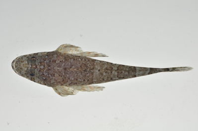 Sunagocia otaitensis
- Field ID: MARQ-125
- Collection date: 2011-10-27
- GPS: -8,82508 / -140,06447
- Depth: -6m
- Standard length: 79mm
- COI DNA seq.: 
CCTCTATTTAGTATTTGGTGCCTGAGCCGGAATAGTCGGGACAGCTCTAAGCCTCCTCATCCGAGCAGAACTCAGCCAGCCCGGAGCTCTCTTGGGCGACGATCAAATTTACAACGTAATCGTTACCGCCCATGCCTTCGTGATAATTTTCTTTATAGTAATGCCAATCATGATTGGCGGATTTGGAAACTGACTTGTGCCCCTAATAATTGGAGCTCCCGACATGGCATTCCCCCGAATAAACAACATAAGCTTCTGACTTCTACCCCCCTCCTTCCTTCTCCTCCTTGCCTCCTCCGCTGTAGAAGCTGGTGCAGGAACTGGATGAACAGTCTATCCTCCCCTAGCAGGTAACTTAGCCCACGCAGGGGCCTCAGTAGACTTAACAATCTTTTCCCTTCATCTAGCAGGGATCTCCTCTATTTTAGGGGCTATTAATTTTATCACAACCATTATTAACATAAAACCCGCCGCAATTACACAATACCAAACACCCCTTTTCGTATGGGCCGTACTAATTACCGCCGTCCTCCTTCTCCTCTCACTCCCAGTCTTAGCTGCCGGCATTACAATGCTCCTAACAGACCGAAACTTAAACACAACTTTCTTTGACCCTAGTGGAGGAGGAGACCCAATTCTTTATCAACATCTCTTT

