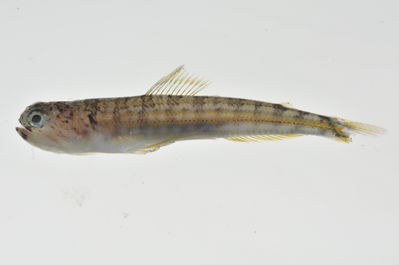 Trachinocephalus myops
- Field ID: MARQ-222
- Collection date: 2011-10-30
- GPS: -7,984 / -140,71
- Depth: -28m
- Standard length: 35mm
- COI DNA seq.: -

