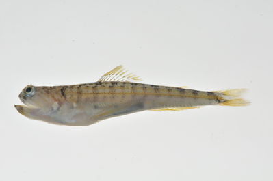 Trachinocephalus myops
- Field ID: MARQ-221
- Collection date: 2011-10-30
- GPS: -7,984 / -140,71
- Depth: -28m
- Standard length: 39mm
- COI DNA seq.: -

