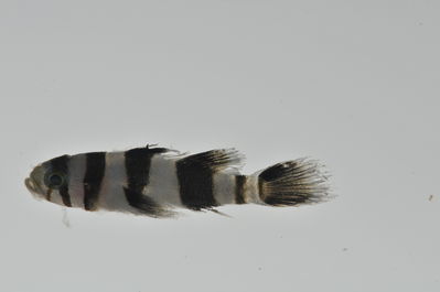 Priolepis nocturna
- Field ID: MARQ-441
- Collection date: 2011-11-10
- GPS: -10,47153 / -138,67794
- Depth: -30m
- Standard length: 11mm
- COI DNA seq.: 
CCTTTATCTAGTATTTGGTGCATGAGCCGGGATAGTTGGAACTGCCCTGAGCCTCCTCATTCGAGCTGAACTGAGCCAGCCCGGCGCCCTTCTCGGGGACGACCAGATTTATAATGTAATTGTAACCGCTCATGCTTTCGTAATAATTTTTTTTATAGTCATACCTATTATGATTGGGGGCTTTGGAAACTGGCTGGTGCCTCTTATAATTGGCGCACCCGATATGGCTTTCCCCCGAATAAATAATATAAGCTTCTGGCTCCTTCCCCCATCCTTTTTACTTCTATTAGCATCCTCTGGTGTTGAAGCAGGAGCAGGGACTGGGTGAACAGTGTACCCCCCTCTAGCTAGTAATTTAGCGCACGCTGGGGCCTCTGTTGACTTAACAATCTTTTCCCTTCACTTAGCAGGAATTTCATCCATTCTAGGAGCAATTAATTTTATTACTACCATCTTAAACATAAAACCTCCTTCTATCTCACAATACCAAACCCCCCTCTTTGTATGAGCCGTCTTAATTACTGCTGTACTTCTTCTCCTTTCTCTTCCAGTACTTGCAGCTGGTATTACTATACTTCTAACAGATCGAAACCTAAATACAACCTTCTTTGACCCTGCGGGAGGGGGAGACCCCATTCTTTACCAACACCTCTTT
