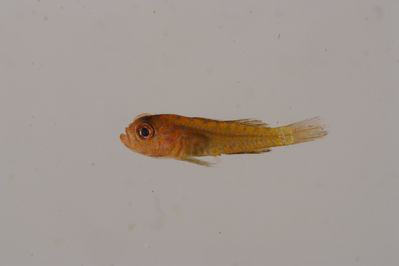 Trimma woutsi
- Field ID: -
- Collection date: 2008-10-15
- GPS: - / -
- Depth: -
- Standard length: 7.9mm
- COI DNA seq.: -


