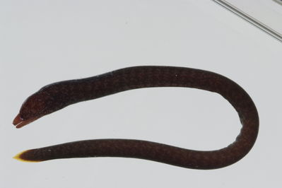 Uropterygius alboguttatus
- Field ID: GAM-872
- Collection date: 2010-10-16
- Collection method: rotenone (2.5 kg) & spear
- GPS: 23Â° 06.5' S - 134Â° 51.5' W
- Depth: -25m
- Standard length: 290.0mm
- COI DNA seq.: -

