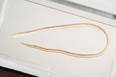 Callechelys catostoma
- Field ID: mbio1477
- Collection date: -
- GPS: - / -
- Depth: -
- Standard length: 642mm
- COI DNA seq.: 
ACTTTATACCTAGTATTCGGTGCTTGAGCCGGAATGGTGGGTACAGCCCTTAGCCTGTTAATTCGAGCTGAACTTAGTCAACCCGGAGCCCTCCTAGGGGATGATCAAATTTACAATGTTATTGTTACGGCGCATGCCTTCGTTATAATCTTCTTTATAGTAATACCAGTGATGATTGGCGGATTTGGAAACTGGCTTGTACCACTGATAATTGGAGCCCCCGACATGGCATTCCCACGAATAAATAATATAAGCTTCTGACTCCTTCCACCCTCATTTCTGCTTCTTCTGGTTTCTTCGGGAGTAGAAGCTGGGGCAGGAACAGGGTGAACTGTATATCCACCCCTAGCCGGTAATCTTGCCCACGCTGGGGCCTCCGTAGATCTGACAATTTTTTCTCTTCACCTCGCCGGAGTTTCATCAATCCTGGGGGCAATCAACTTTATTACTACCATTATTAATATAAAACCCCCAGCAATTACACAATATCAAACCCCACTATTTGTCTGATCTGTATTAGTAACAGCGGTTCTTCTACTCTTATCCCTTCCGGTTCTCGCTGCAGGGATTACAATACTTCTTACAGACCGAAATCTAAACACAACATTCTTTGACCCAGCAGGAGGGGGGGATCCTATTCTCTATCAACACTTA


