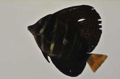 Zebrasoma velifer
- Field ID: AUST-379
- Collection date: 2013-4-16
- GPS: -23,3561 / -149,5517
- Depth: -30m
- Standard length: 139.9mm
- COI DNA seq.: -

