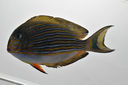 Acanthurus_lineatus_88_3_mmSL_SCIL-042_SCIL-2014-03_Photo_by_JT_Williams_2014-11-29_22-48-47.jpg