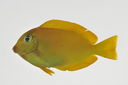 Acanthurus_reversus_lateral_45_mmSL_MARQ-209_JTWilliams_MARQ-2011-11_young_2011-10-30_13-21-37.jpg