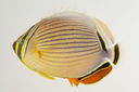 Chaetodon_lunulatus_102__mm_SL_Moorea-F-06-030_MBIO1595.JPG