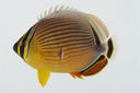 Chaetodon_lunulatus_108_6_mm_SL-JTWilliams-GAM-423-GAM-2010-17_20101005_001808.JPG