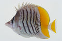 Chaetodon_mertensii_102_0_mm_SL-JTWilliams-GAM-468-GAM-2010-18_20101005_182504.JPG