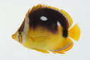 Chaetodon_quadrimaculatus_73_5_mm_SL-JTWilliams-GAM-643-GAM-2010-35_20101009_210531.JPG