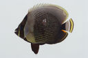 Chaetodon_reticulatus_70_6_mm_SL-JTWilliams-GAM-393_GAM-2010-16_20101004_021043.JPG