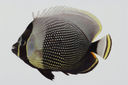 Chaetodon_reticulatus_81_6_mm_SL-_JTWilliams-GAM-804-GAM-2010-45_20101013_233943.JPG