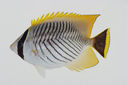 Chaetodon_trifascialis_198_0_mm_SL-_JTWilliams-GAM-841-GAM-2010-50_20101015_183345.JPG