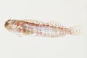 Entomacrodus_cymatobiotus_29_1_mm_SL_Moorea-F-06-036_MBIO1686.JPG