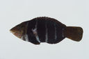 Hemigymnus_fasciatus_111_4_mm_SL-JTWilliams-GAM-202_GAM-2010-08_20101001_205715.JPG