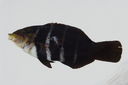 Hemigymnus_fasciatus_118_0__mm_SL-_JTWilliams-GAM-836-GAM-2010-50_20101015_180302.JPG