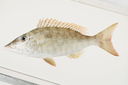 Lethrinus_olivaceus206__mm_SL_Moorea-F-06-018_MBIO1269.JPG