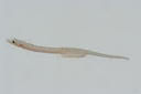 Micrognathus_andersoni_21_7_mm_SL-JTWilliams-GAM-559-GAM-2010-26_20101007_164328.JPG