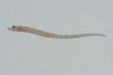 Micrognathus_andersoni_23_4_mm_SL-JTWilliams-GAM-560-GAM-2010-26_20101007_165315.JPG